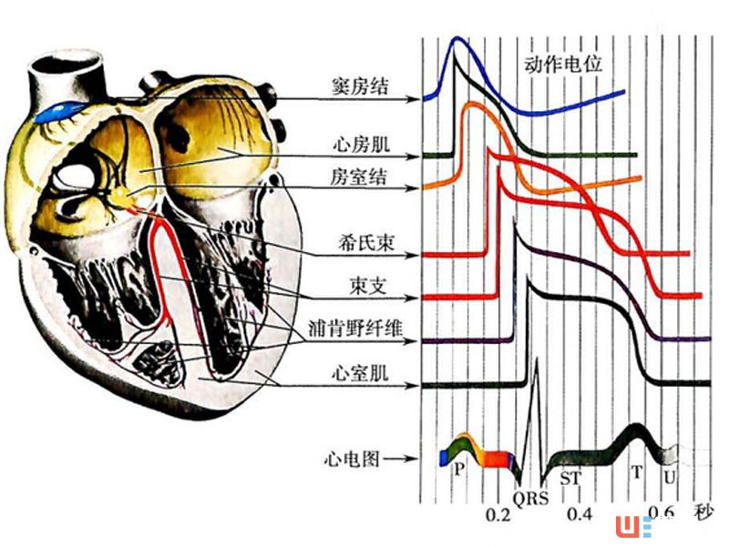 「技术宅」智能穿戴设备的“器官”：心率传感器