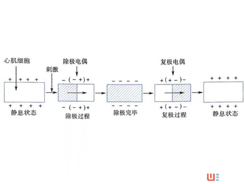 「技术宅」智能穿戴设备的“器官”：心率传感器