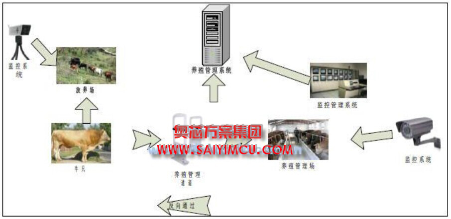 物联网技管理肉牛养殖方案